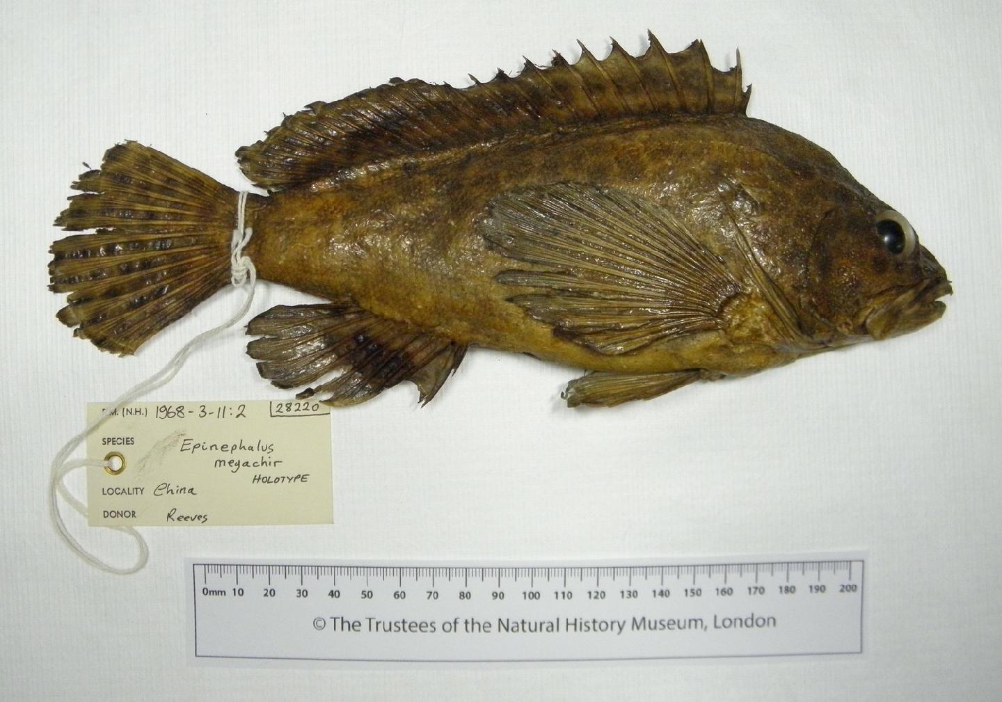 To NHMUK collection (Serranus megachir Richardson, 1846; HOLOTYPE; NHMUK:ecatalogue:2532019)