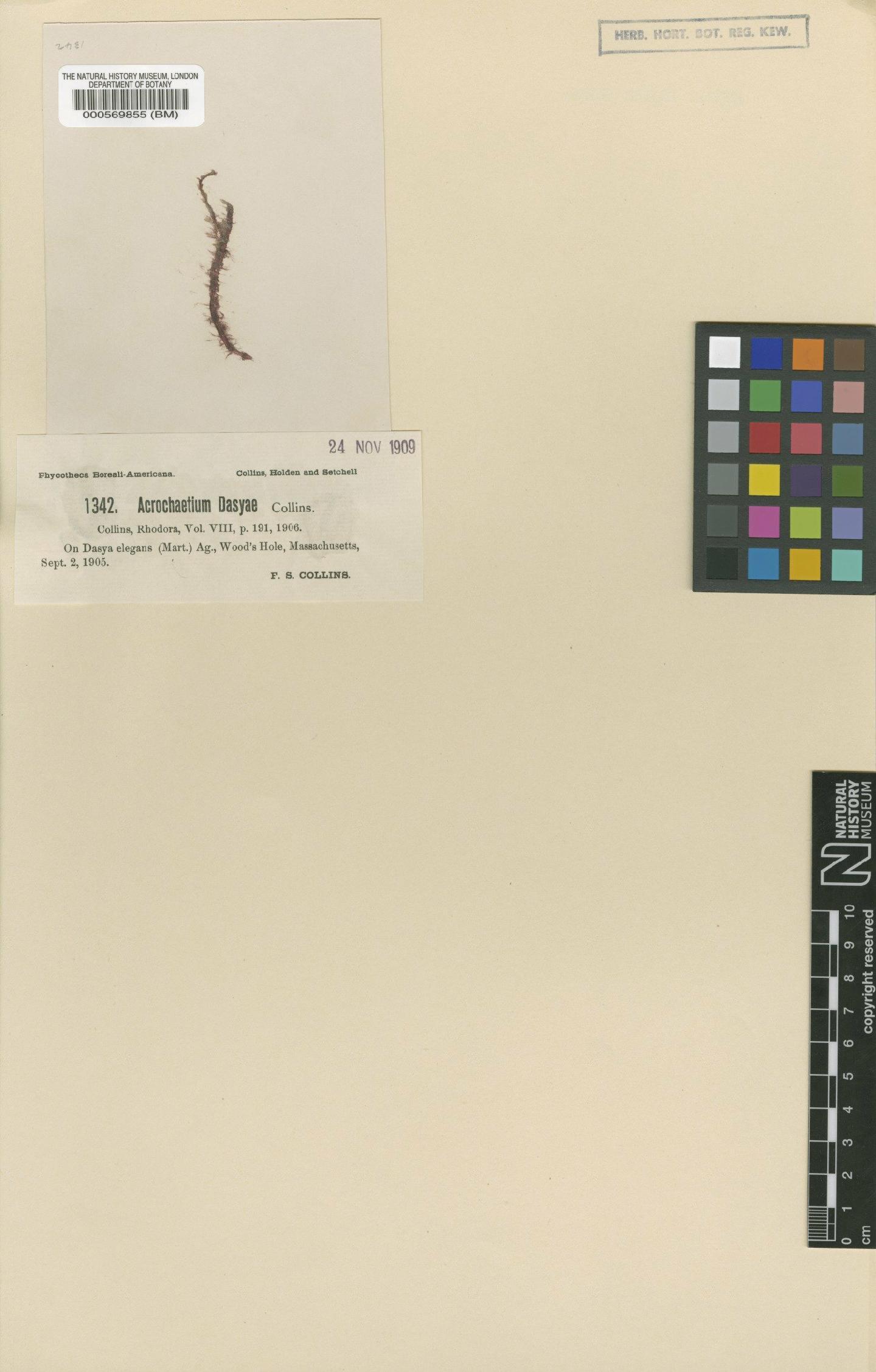 To NHMUK collection (Acrochaetium dasyae Collins; Type; NHMUK:ecatalogue:4788312)