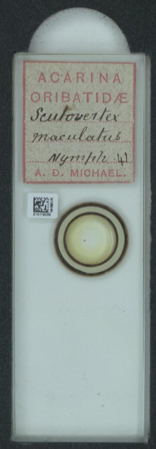 Scutovertex maculatus A.D. Michael, 1882 - 010119035_128156_1585179