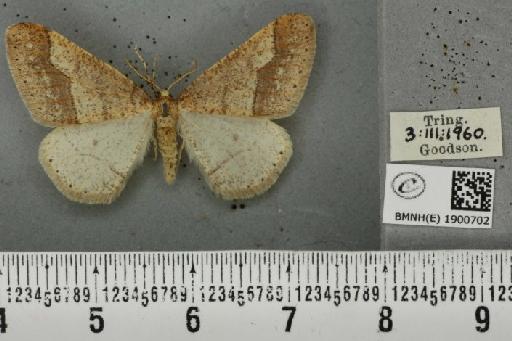 Agriopis marginaria (Fabricius, 1777) - BMNHE_1900702_465404