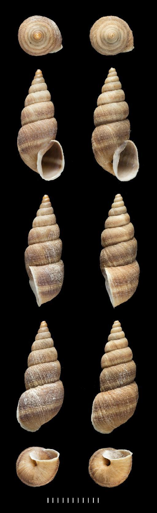 Bulinus rugulosus Sowerby, 1833 - 1975177, PARALECTOTYPES, Bulinus rugulosus Sowerby, 1833