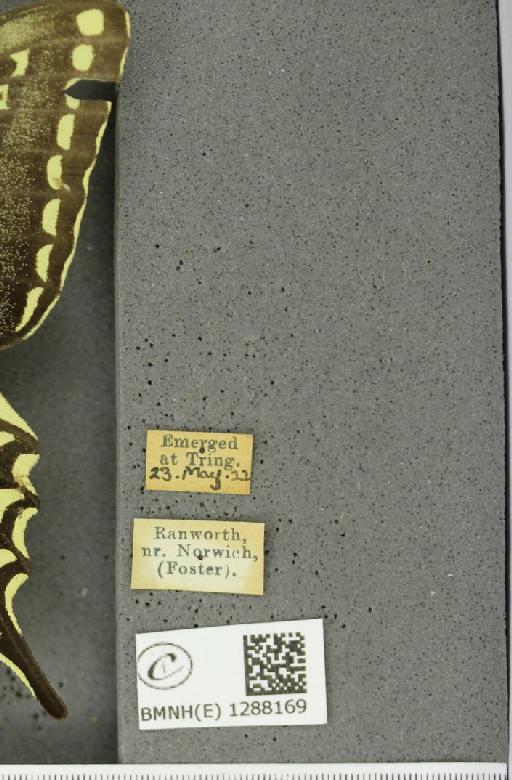 Papilio machaon britannicus Seitz, 1907 - BMNHE_1288169_label_126951