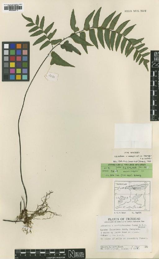 Adiantum × variopinnatum Jermy & T.G.Walker - BM000936715