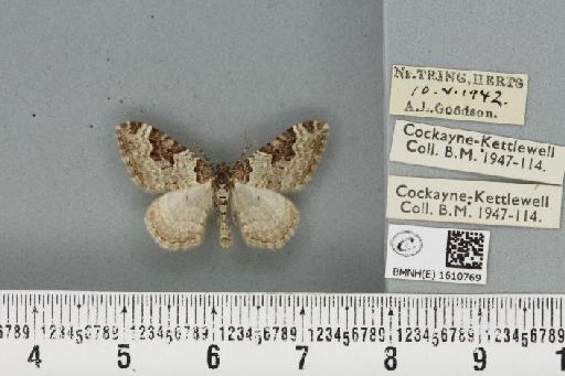 Xanthorhoe fluctuata fluctuata ab. undulata Prout, 1896 - BMNHE_1610769_308897