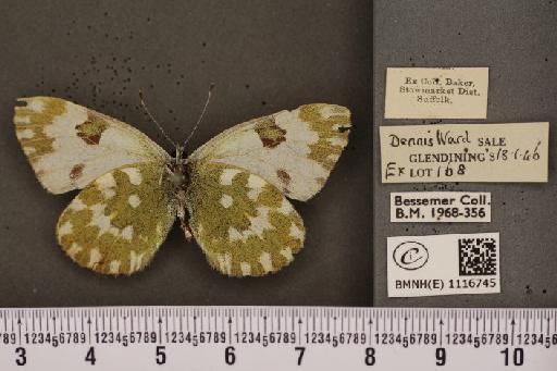 Pontia daplidice (Linnaeus, 1758) - BMNHE_1116745_68855