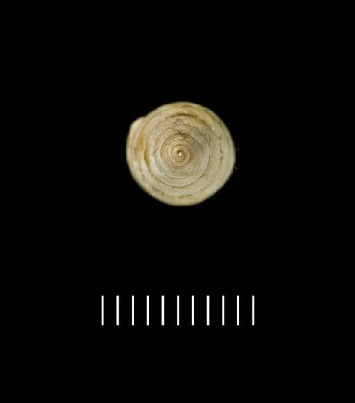 Helix guarani subterclass Tectipleura d'Orbigny, 1835 - Helix guarani d’Orbigny, 1835 - LECTOTYPE - 1854.12.4.140 (apical view)