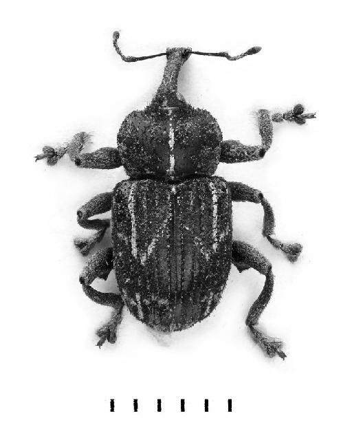 Petalochilus gemellus Gyllenhal, 1836 - Petalochilus gemellus-BMNH(E)1237656-dorsal mono