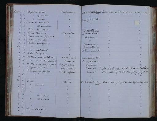 Pecten beaveri Sowerby 1817 - NHM-UK_P_DF118_06_02_0093