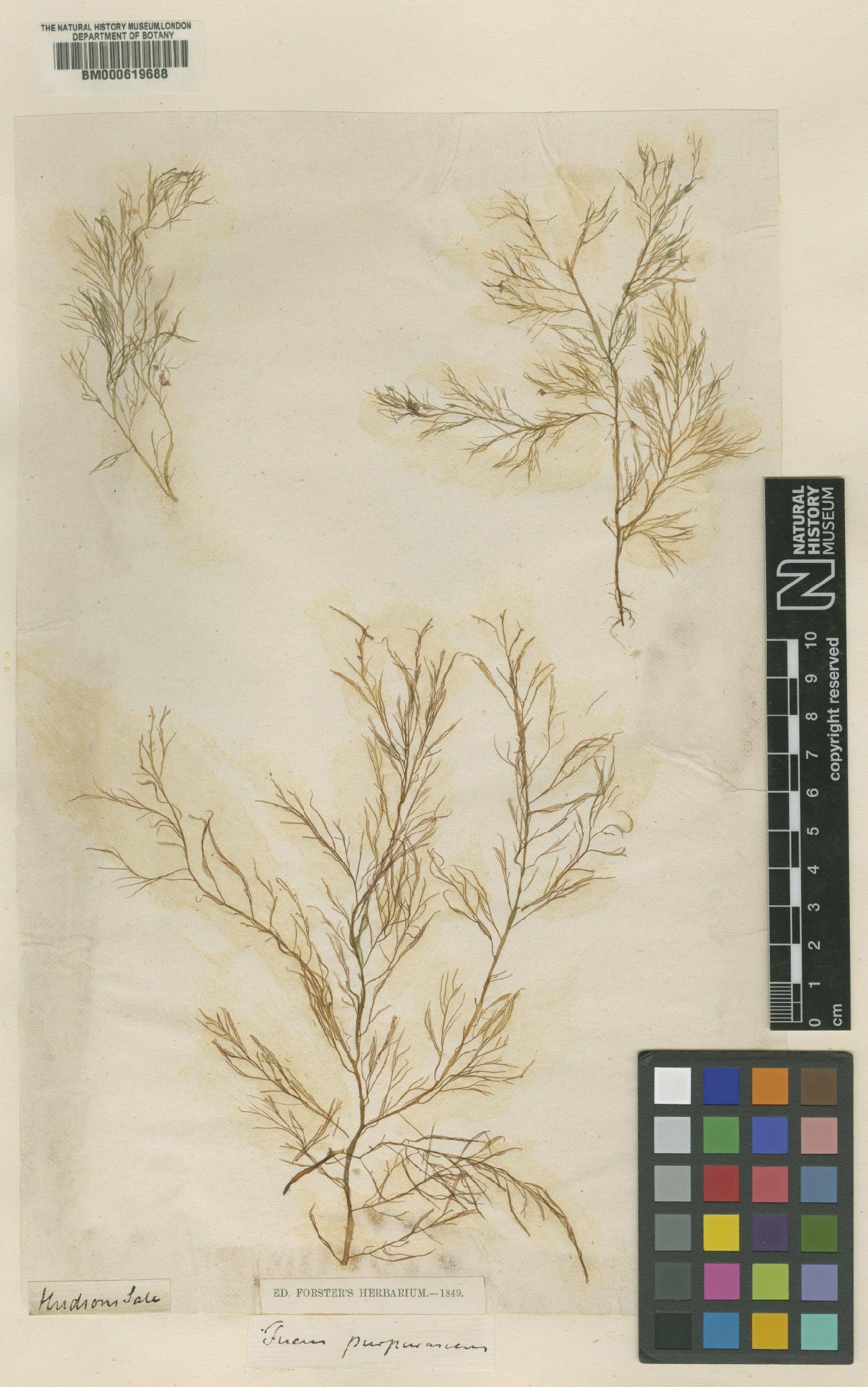 To NHMUK collection (Fucus purpurascens Huds.; NHMUK:ecatalogue:4791772)