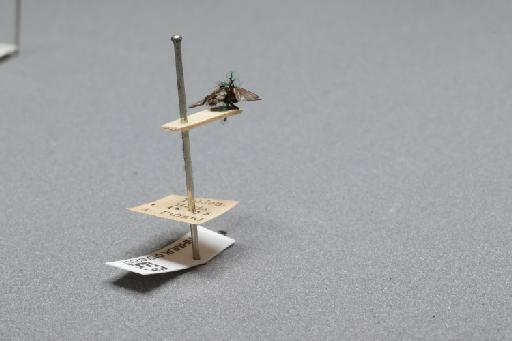 Sarcophaga (Myorhina) nigriventris Meigen, 1826 - 015092557_additional_1