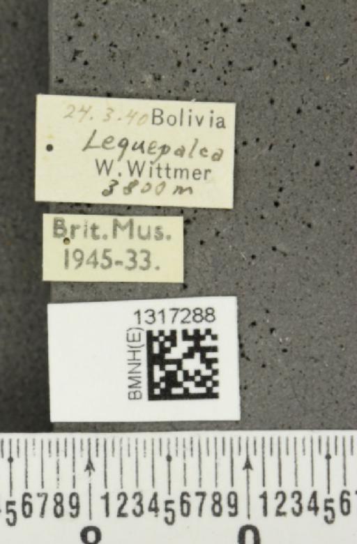 Calligrapha curvilinea Stål, 1859 - BMNHE_1317288_label_16582