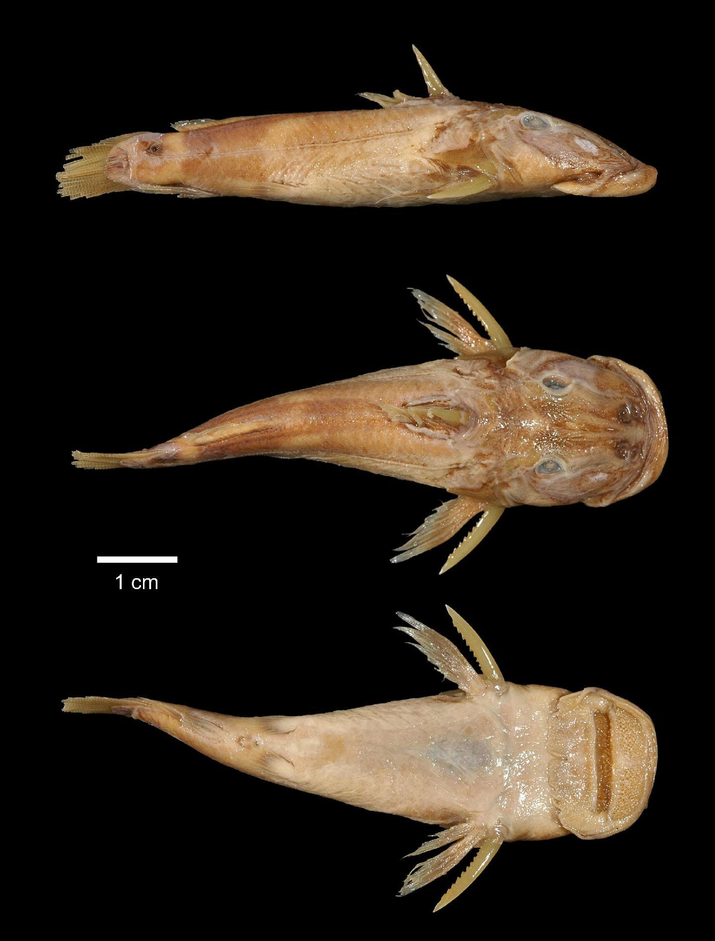 Atopochilus macrocephalus