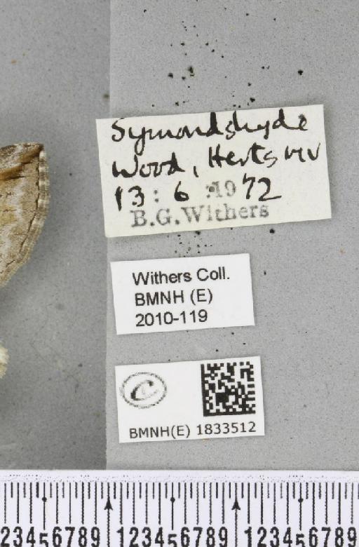 Aplocera plagiata plagiata (Linnaeus, 1758) - BMNHE_1833512_label_406599