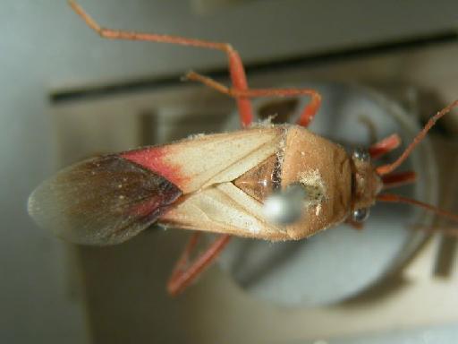 Astacops malayanus Distant - Hemiptera: Astacops Mal