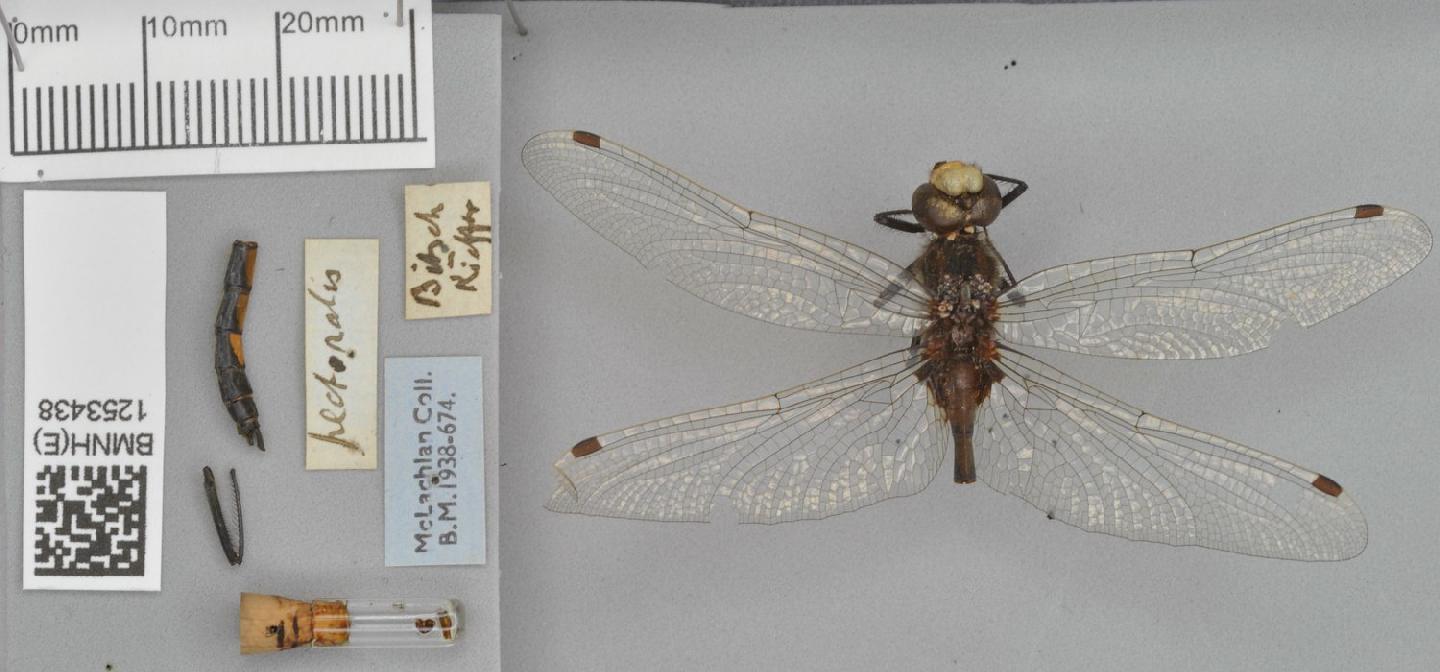 To NHMUK collection (Leucorrhinia pectoralis (Charpentier, 1825); NHMUK:ecatalogue:4257826)