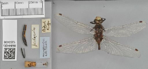 Leucorrhinia pectoralis (Charpentier, 1825) - BMNHE_1253438-Leucorrhinia_pectoralis-dorsal_habitus
