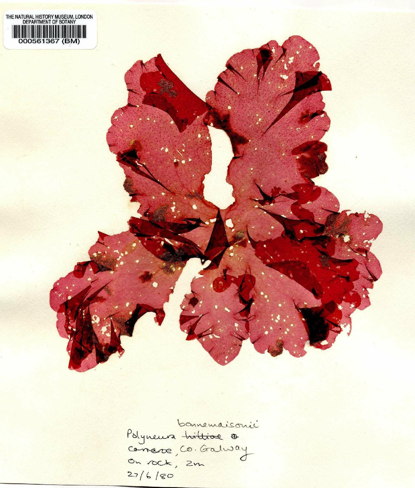 To NHMUK collection (Polyneura bonnemaisonii (C.Agardh) Maggs & Hommers.; NHMUK:ecatalogue:4783797)