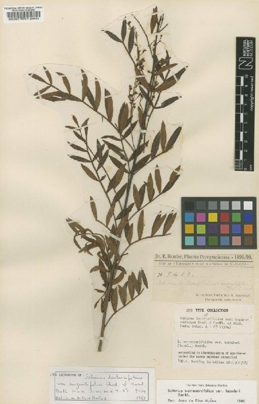 Schinus weinmanniifolia var. hassleri (F.A.Barkley) F.A.Barkley - BM000074034