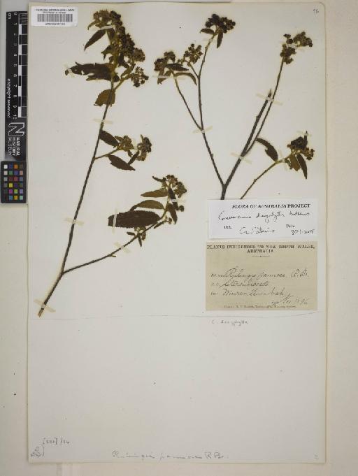 Commersonia dasyphylla Andrews - BM000820160