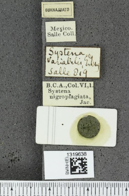 Systena nigroplagiata Jacoby, 1884 - BMNHE_1319638_label_26620