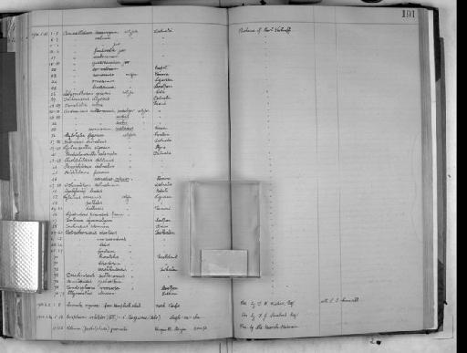 Armadillidium scaberrimum Stein, 1859 - Zoology Accessions Register: Crustacea: 1905 - 1935: page 191