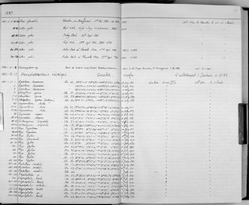 Alepocephalus bairdi - Zoology Accessions Register: Fishes: 1986 - 1994: page 33
