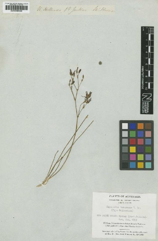 Thysanotus tuberosus R.Br. - BM000990622