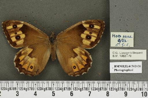 Hipparchia semele semele Linnaeus, 1758 - BMNHE_502036_11669