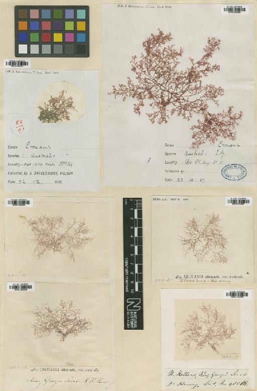 Ptilocladia australis Harv. - BM001082324