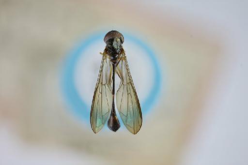 Leucopodella nasutus (Williston, 1891) - Ocyptamus nasuta ST dorsal