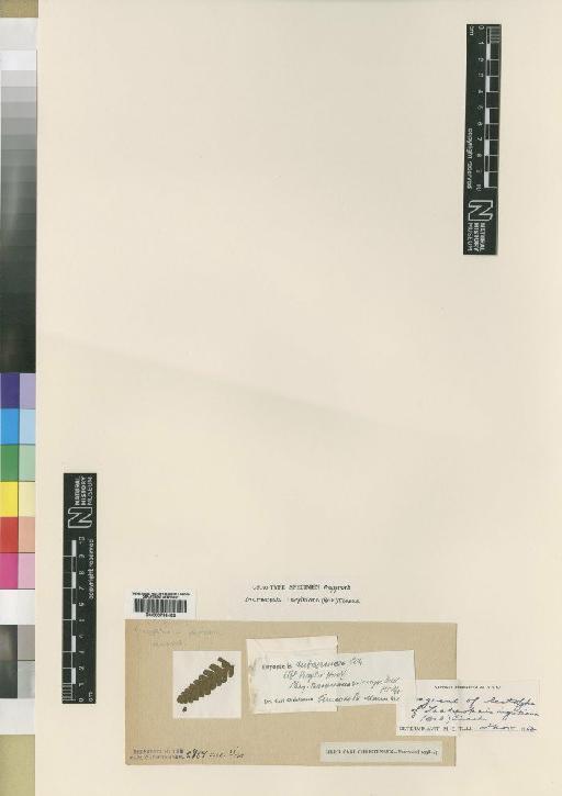 Lastreopsis nigritiana (Baker) Tindale - BM000785493