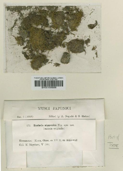Didymodon constrictus (Mitt.) K.Saito - BM001006556