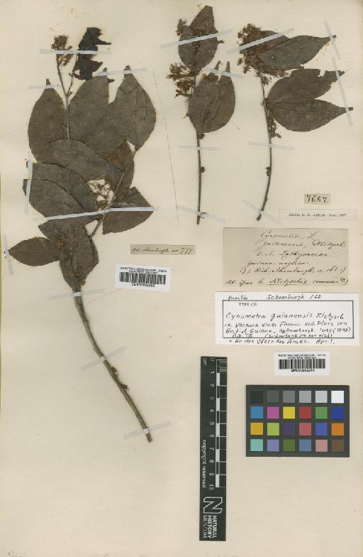 Cynometra guianensis Klotz - BM000952254