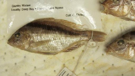 Haplochromis semipalatus Trewavas, 1935 - BMNH 1935.6.14.1321-1323, SYNTYPES, Haplochromis semipalatus a