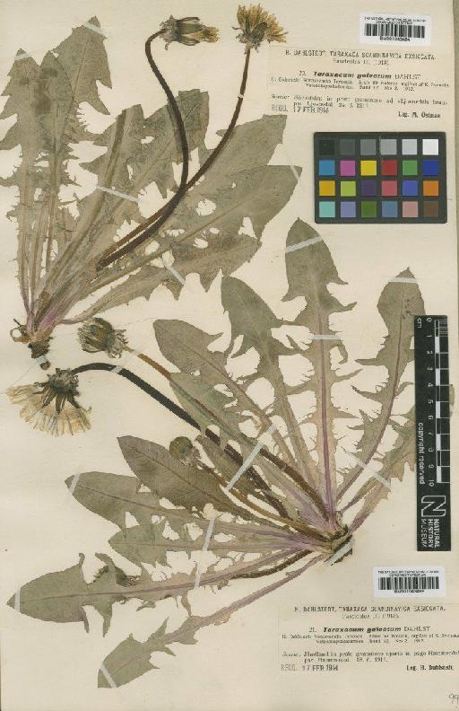 Taraxacum galeatum Dahlst. - BM001043484