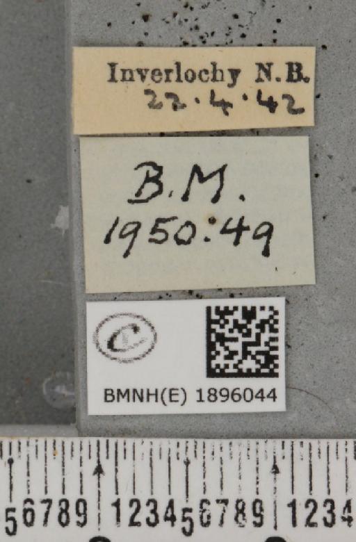 Lycia lapponaria scotica (Harrison, 1916) - BMNHE_1896044_label_458967