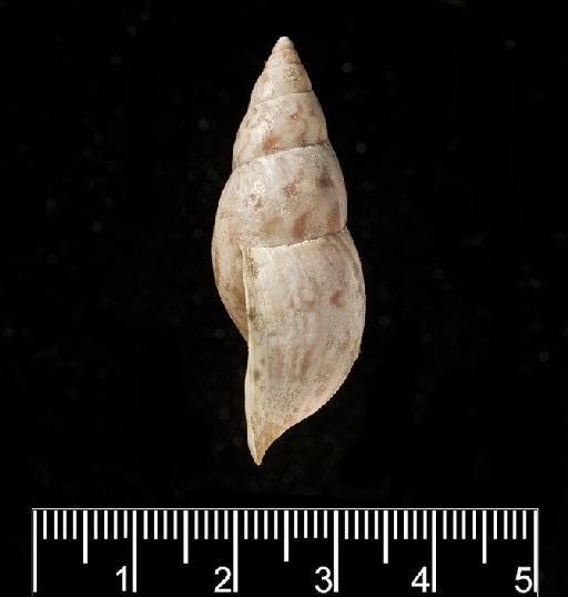 Helix xanthostoma A.D.Orb., 1835 - Helix xanthostoma d'Orbigny, 1835 - SYNTYPES - 1854.12.4.221