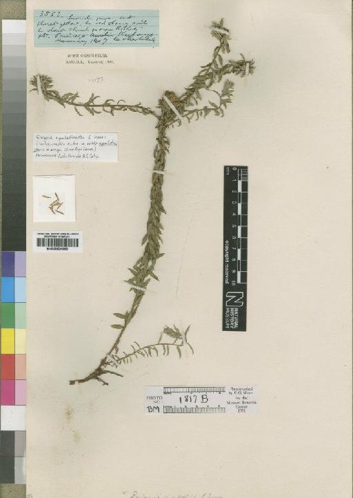 Geigeria aspalathoides Moore - BM000924350
