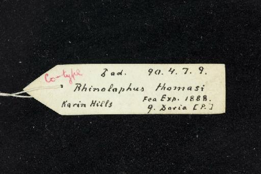 Rhinolophus thomasi - 1890_4_7_9-Rhinolophus_thomasi-Topotype-Skull-label