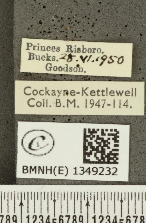 Ochlodes sylvanus ab. intermedia Frohawk, 1938 - BMNHE_1349232_label_155435