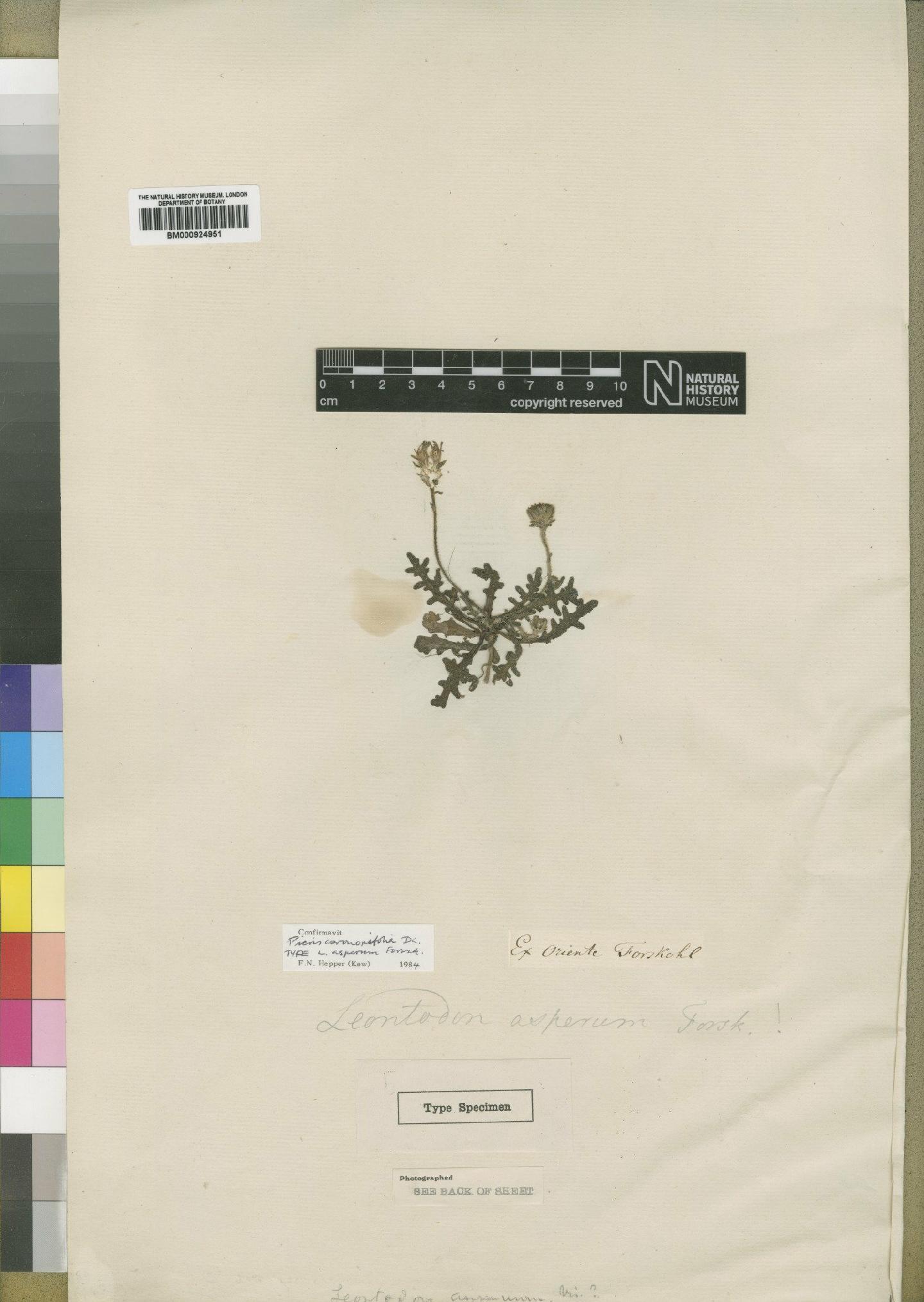 To NHMUK collection (Picris coronopifolia subsp. saharae (Coss.) Maire; Type; NHMUK:ecatalogue:4553867)
