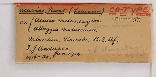 Coccus acaciae Newstead, 1917 - 010713716_additional