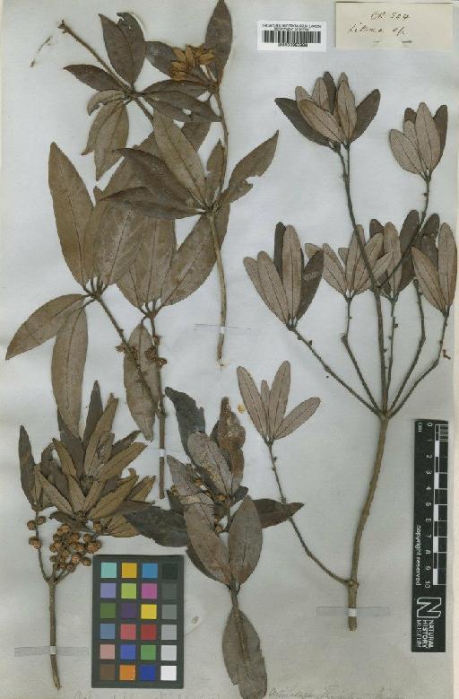 Actinodaphne stenophylla Thwaites - BM000950996