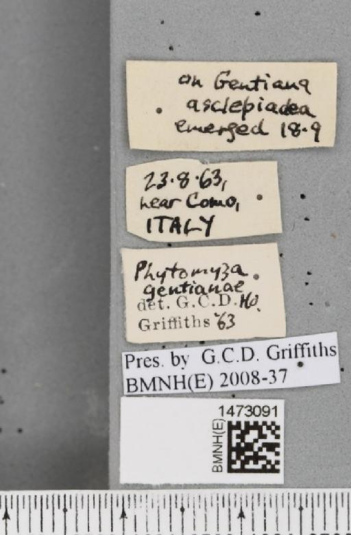 Chromatomyia gentianae (Hendel, 1920) - BMNHE_1473091_label_48365