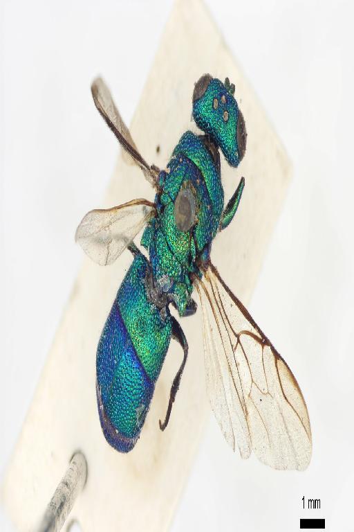 Chrysis durbar Mocsary, A., 1914 - Chrysis_durbar-BMNH(E)#970873_type-dorsal-1X