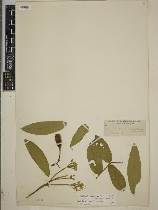 Capparis verrucosa - BM010755193