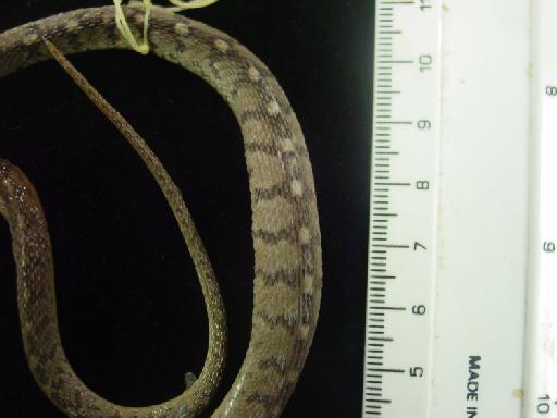 Dasypeltis arabica Broadley & Bates, 2018 - Dasypeltis arabica 1987.2193 001.JPG