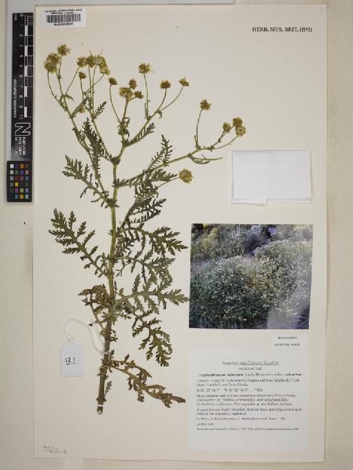 Argyranthemum adauctum subsp. adauctum - 000828631