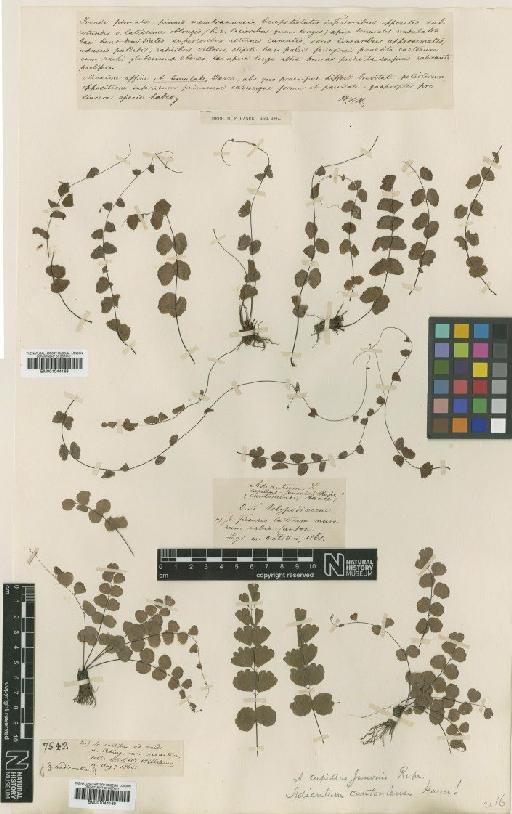 Adiantum capillus-junonis Rupr. - BM001044168