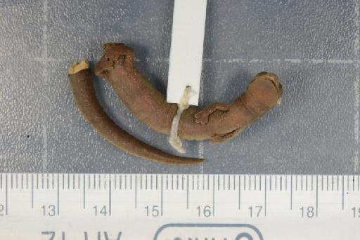 Bolitoglossa orestes - Image of specimen 1905.5.31.102